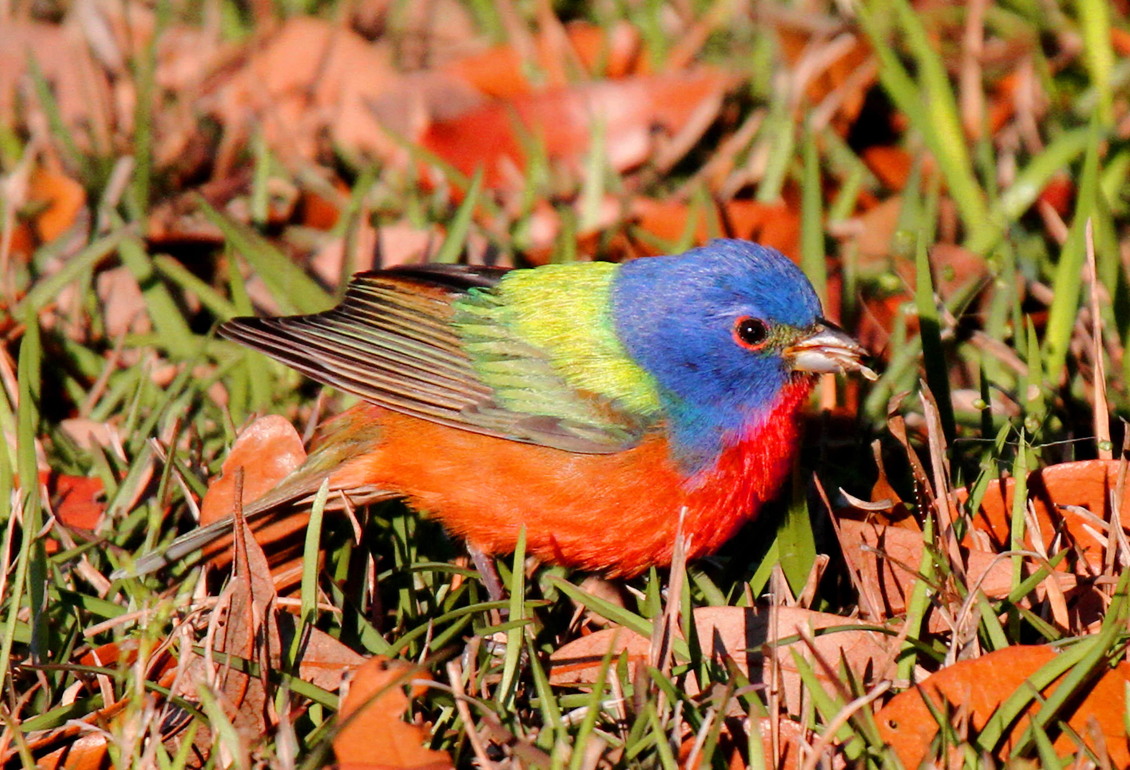 Painted Bunting_Credit_PatsyRusso